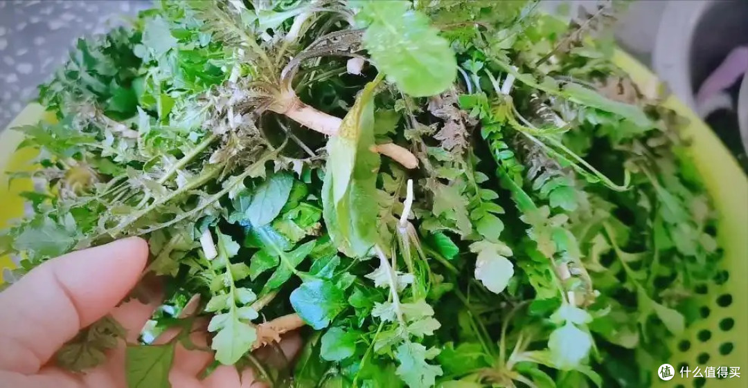 蒸荠菜:一口春日清新,大自然的温柔馈赠