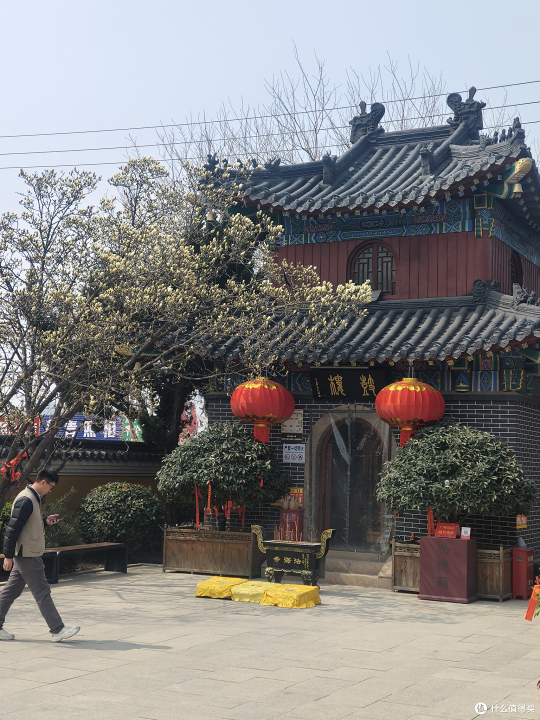 玉兰呀玉兰，要是开花了应该超级漂亮
