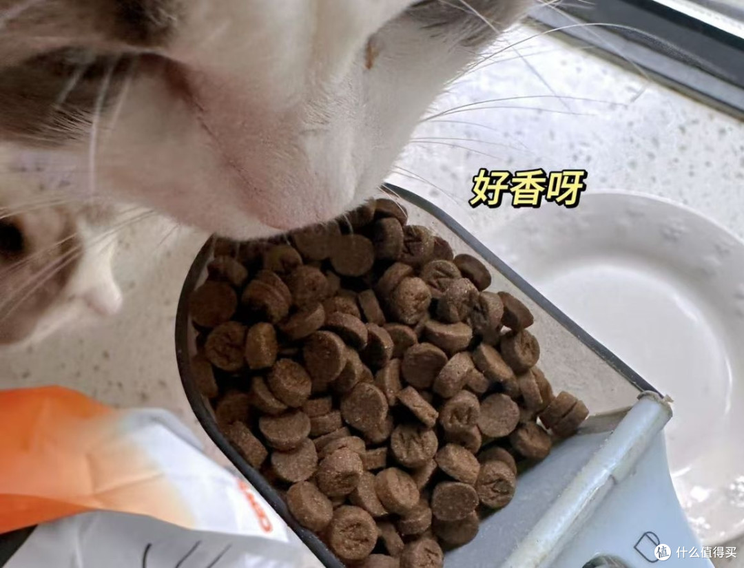 【315消费指南】如何选择猫粮？十大天然猫粮牌子排行榜推荐