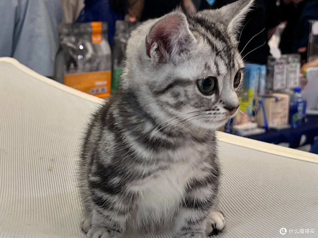 猫一天吃多少克猫粮计算公式?2026猫粮牌子推荐前五名怎么选