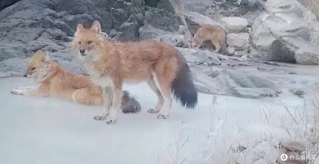 野猪克星现身甘肃! 成群扫荡,吃野猪好比喝水,此猛兽有多霸道?