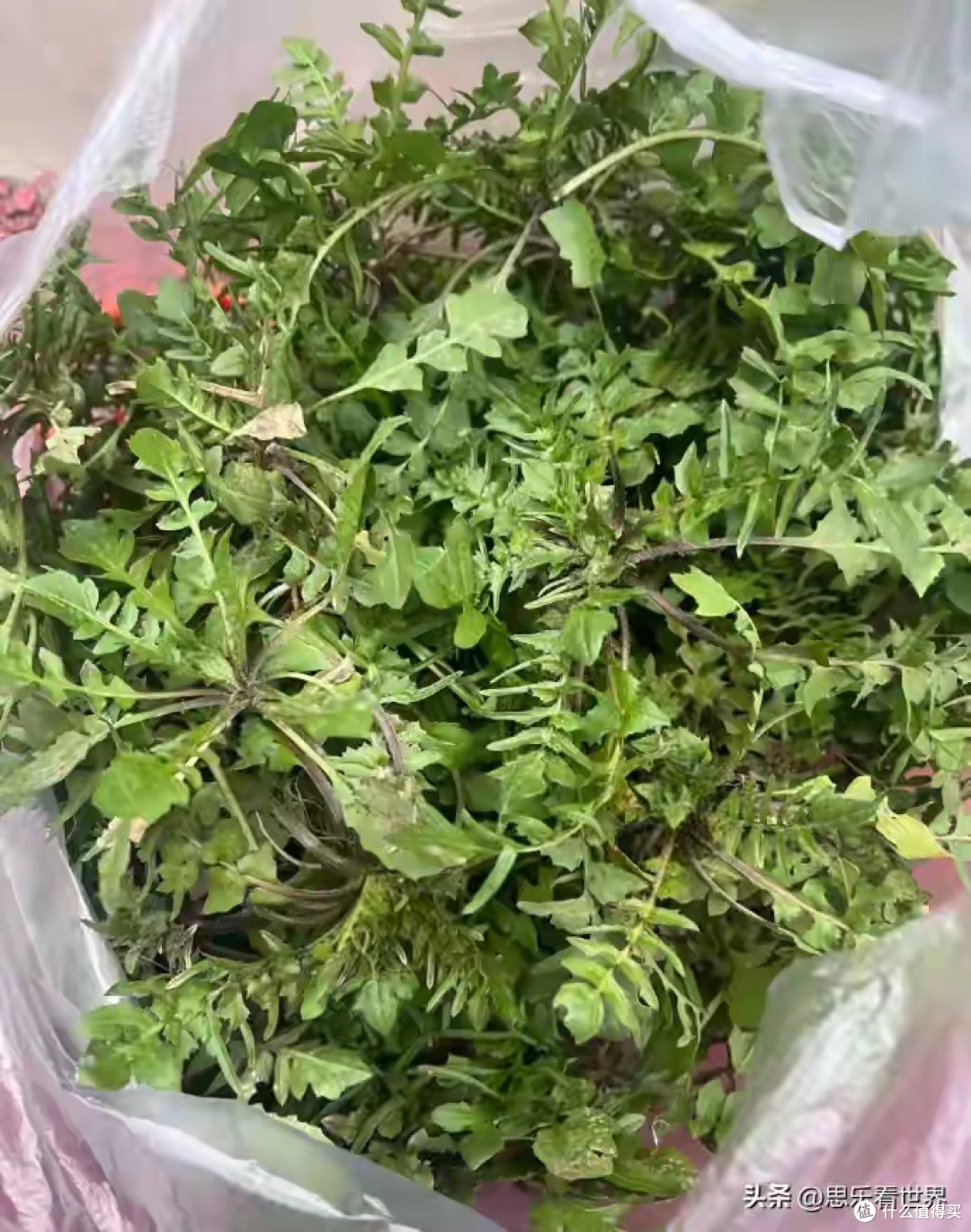 荠菜：春天的美味与记忆