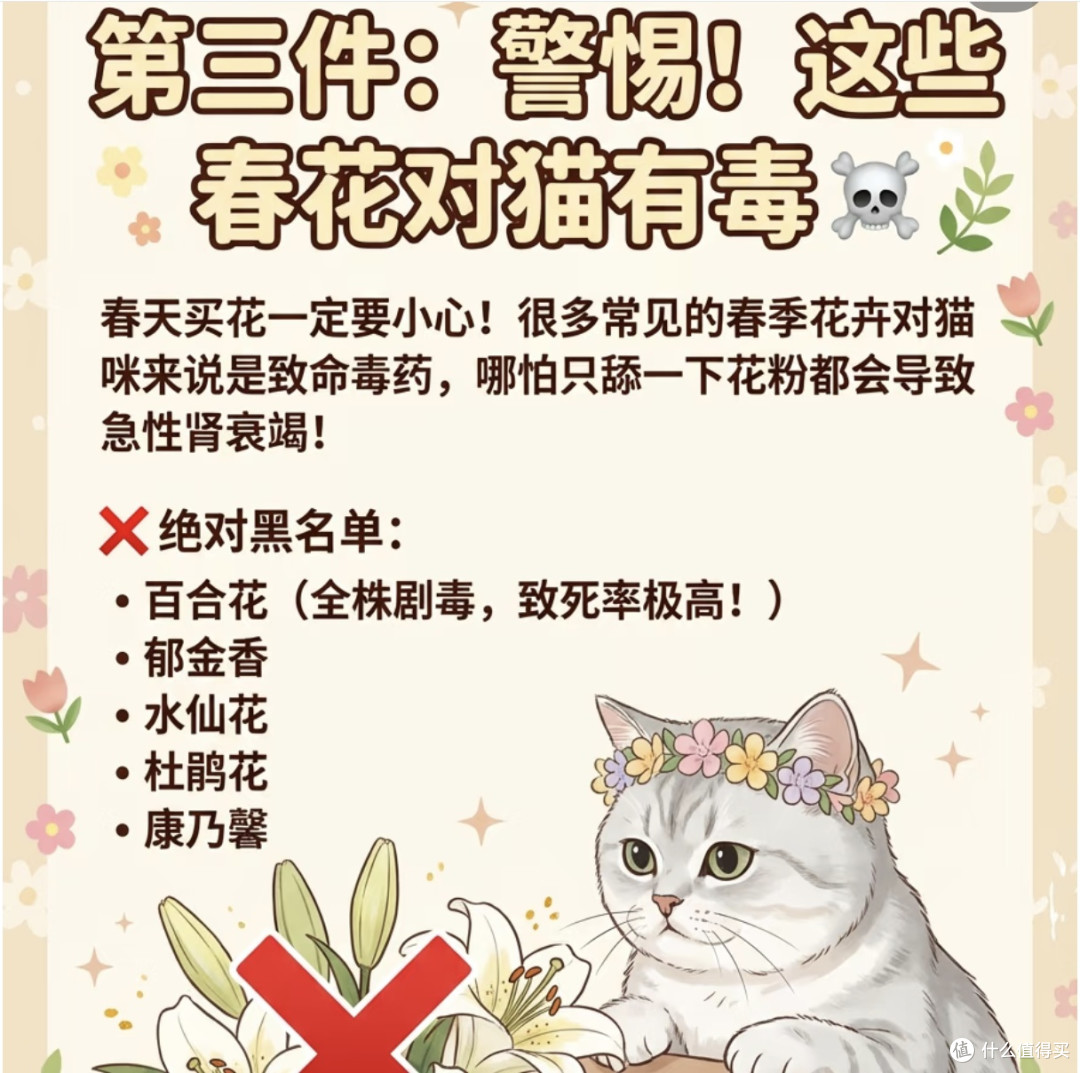 春季养猫不踩雷！这6点救了猫咪的命🐱