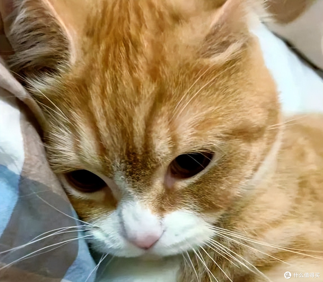 2026改善掉毛的美毛猫粮推荐，告别猫毛满屋飞！