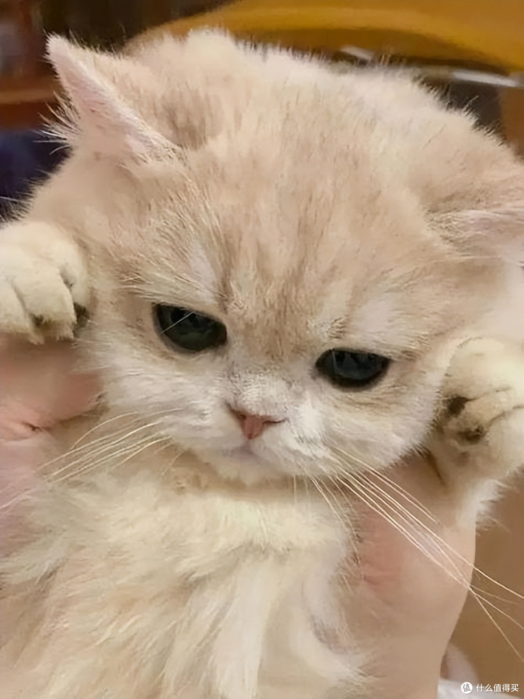 2026改善掉毛的美毛猫粮推荐，告别猫毛满屋飞！