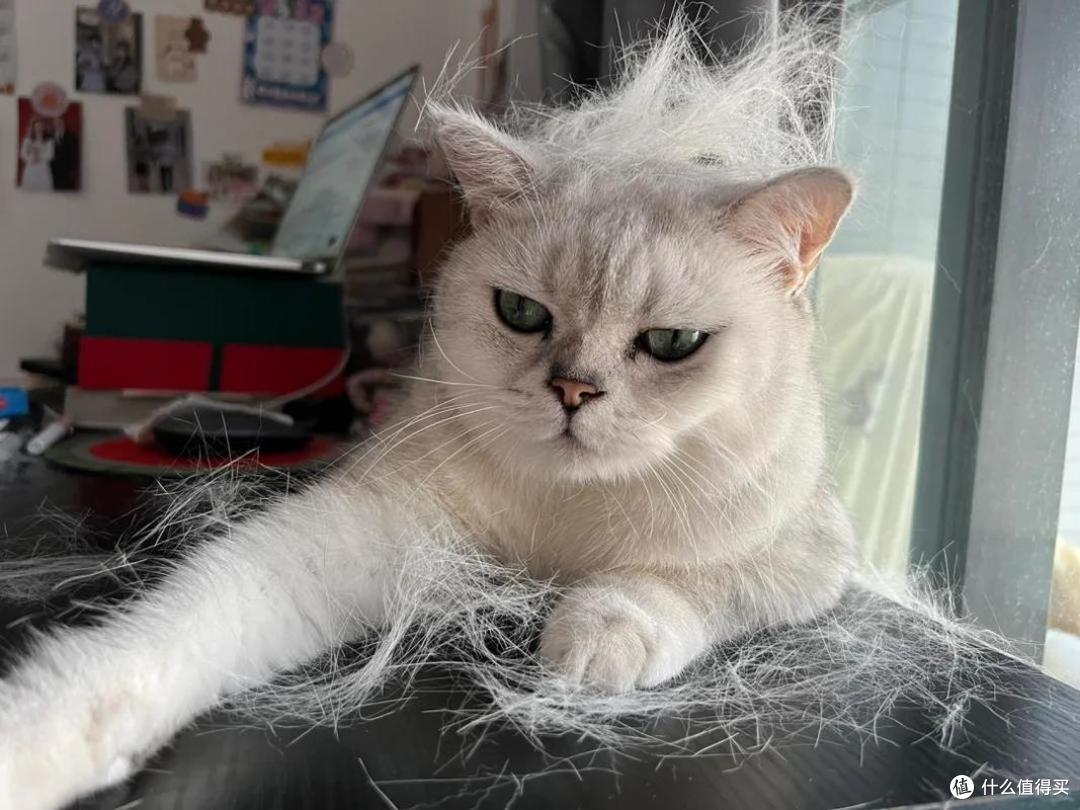 2026改善掉毛的美毛猫粮推荐，告别猫毛满屋飞！
