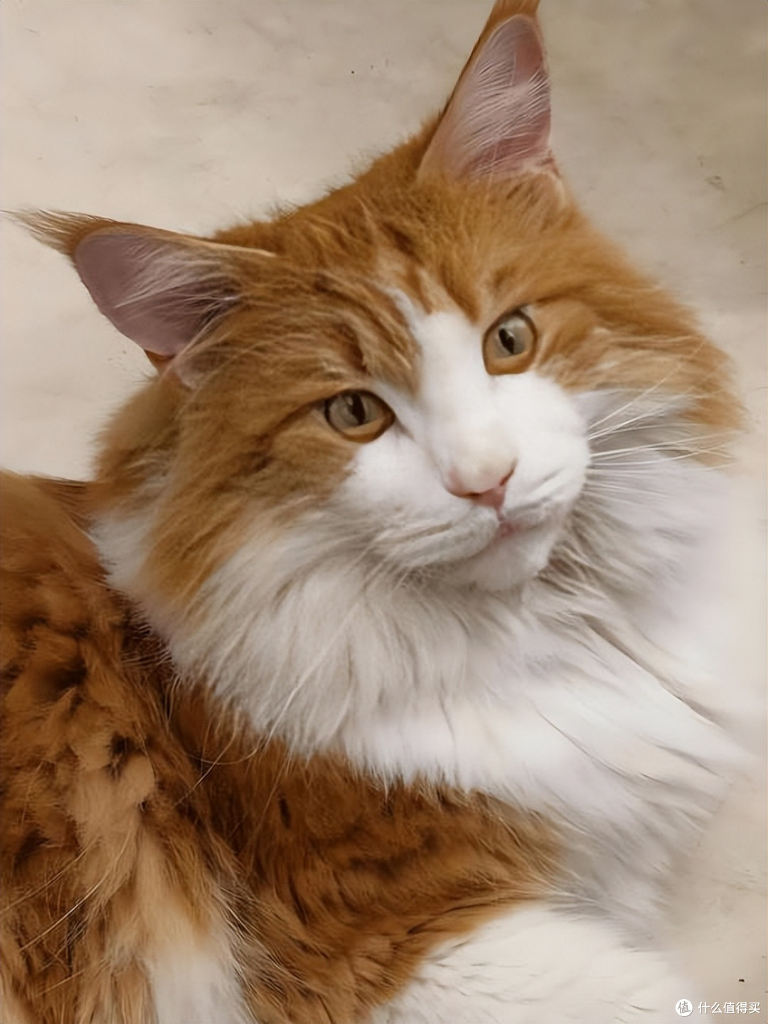 2026改善掉毛的美毛猫粮推荐，告别猫毛满屋飞！