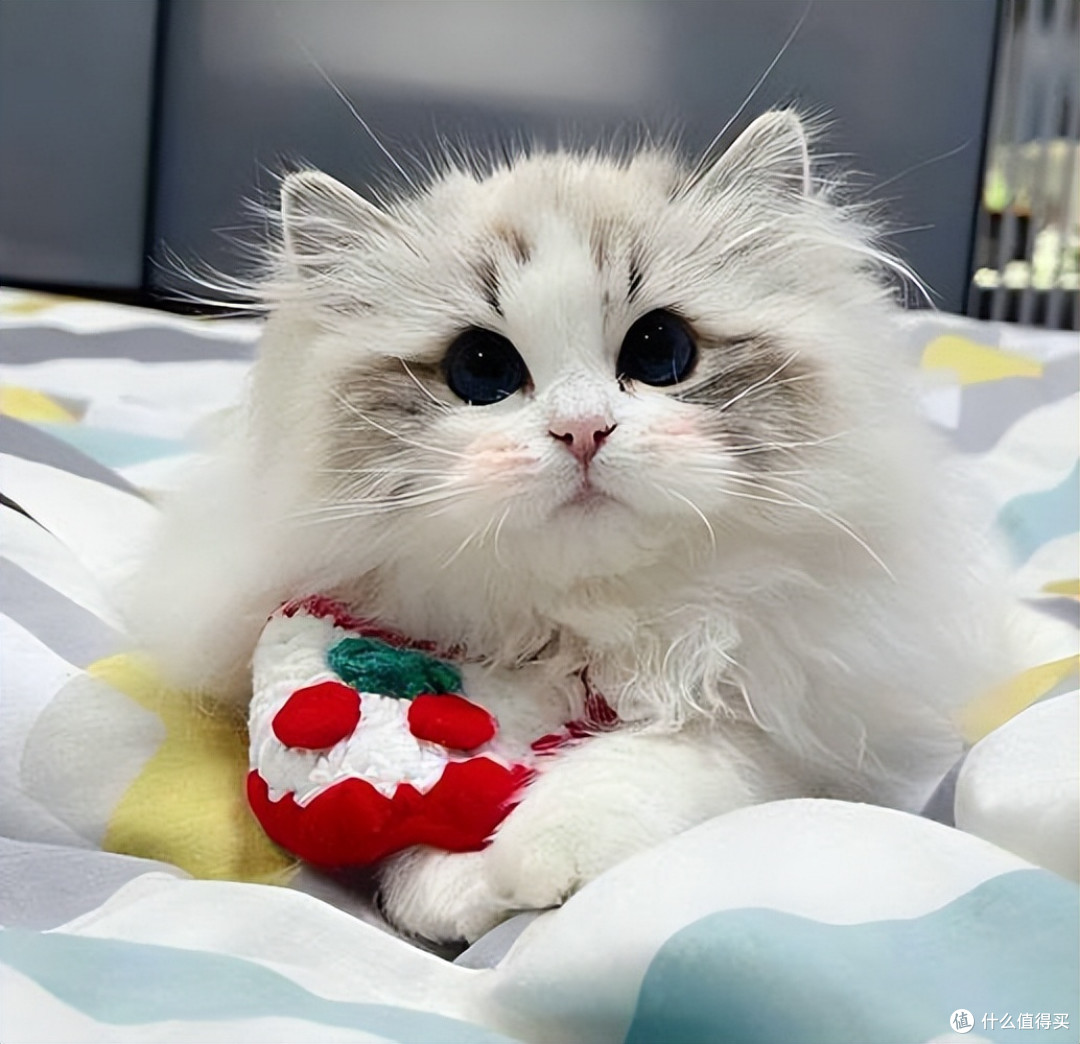 拒绝选粮PUA！真正安全、适合猫咪长期吃的猫粮推荐
