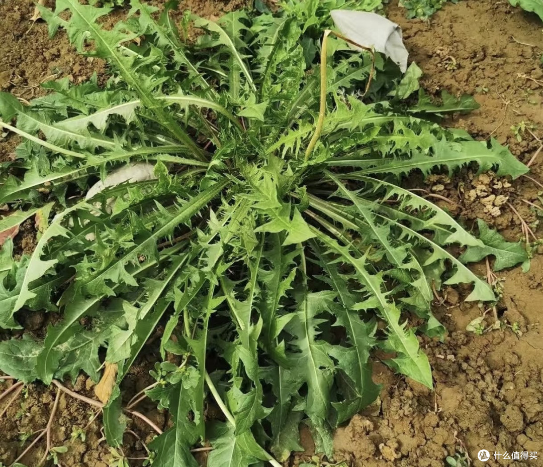 田埂上的黄花苗:苦后回甘