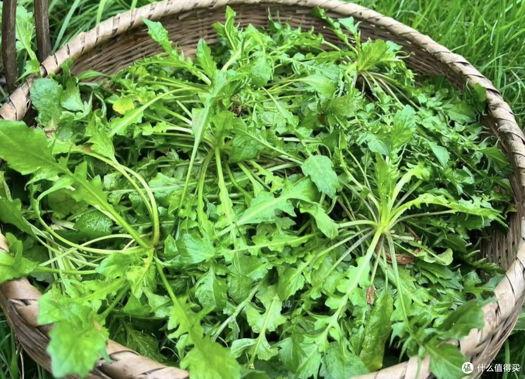 田埂上的黄花苗:苦后回甘