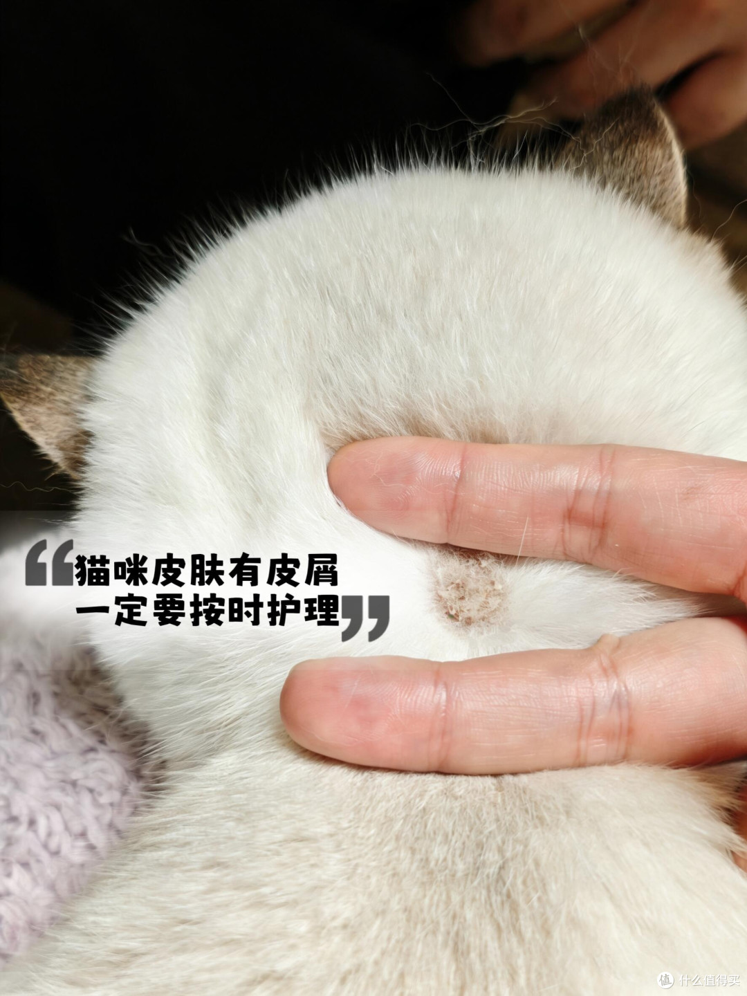 春季宠物皮肤护理全攻略