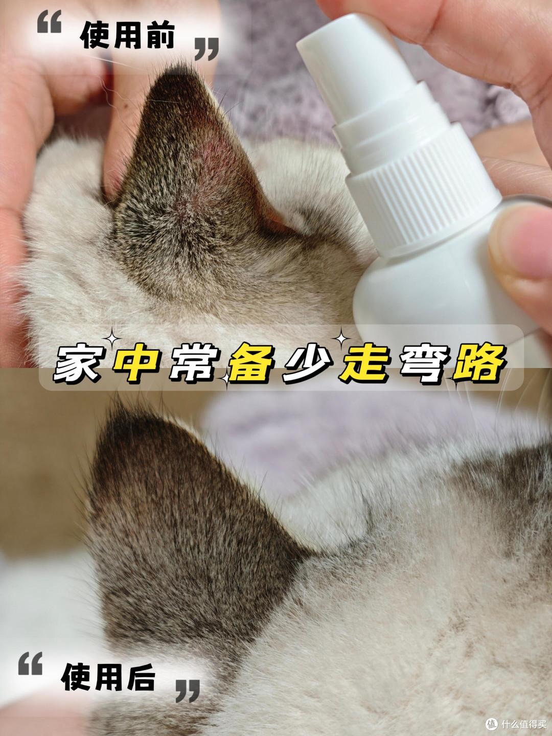 春季宠物皮肤护理全攻略