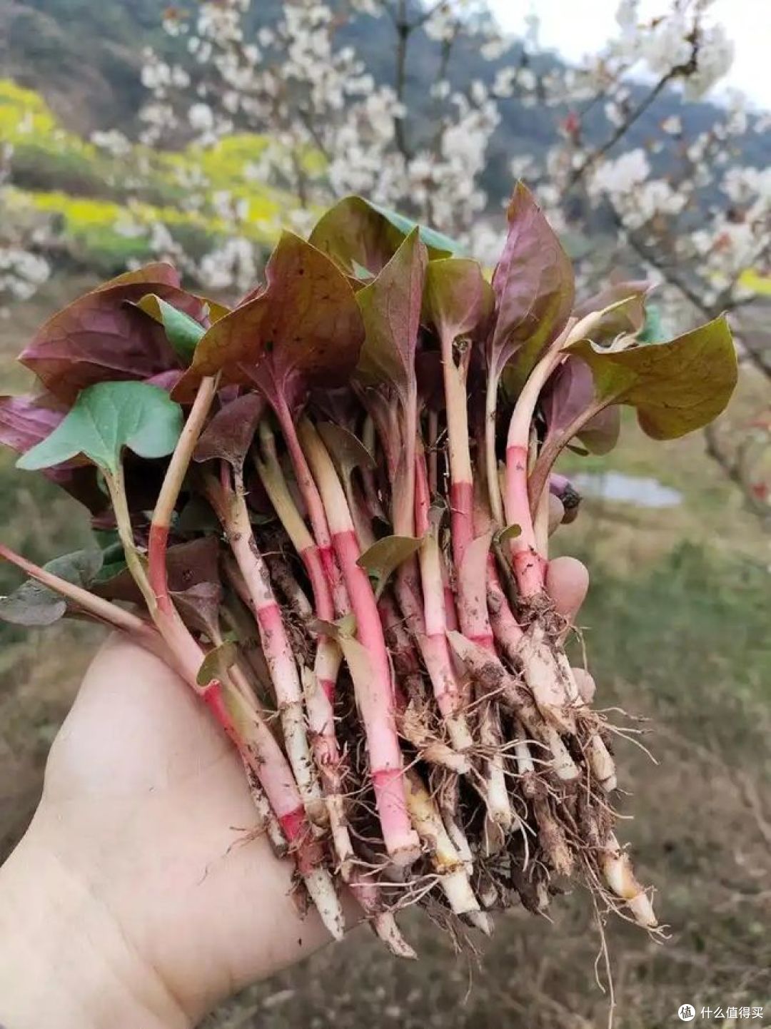 春食野菜“赛仙丹”!折耳根有哪些吃法?