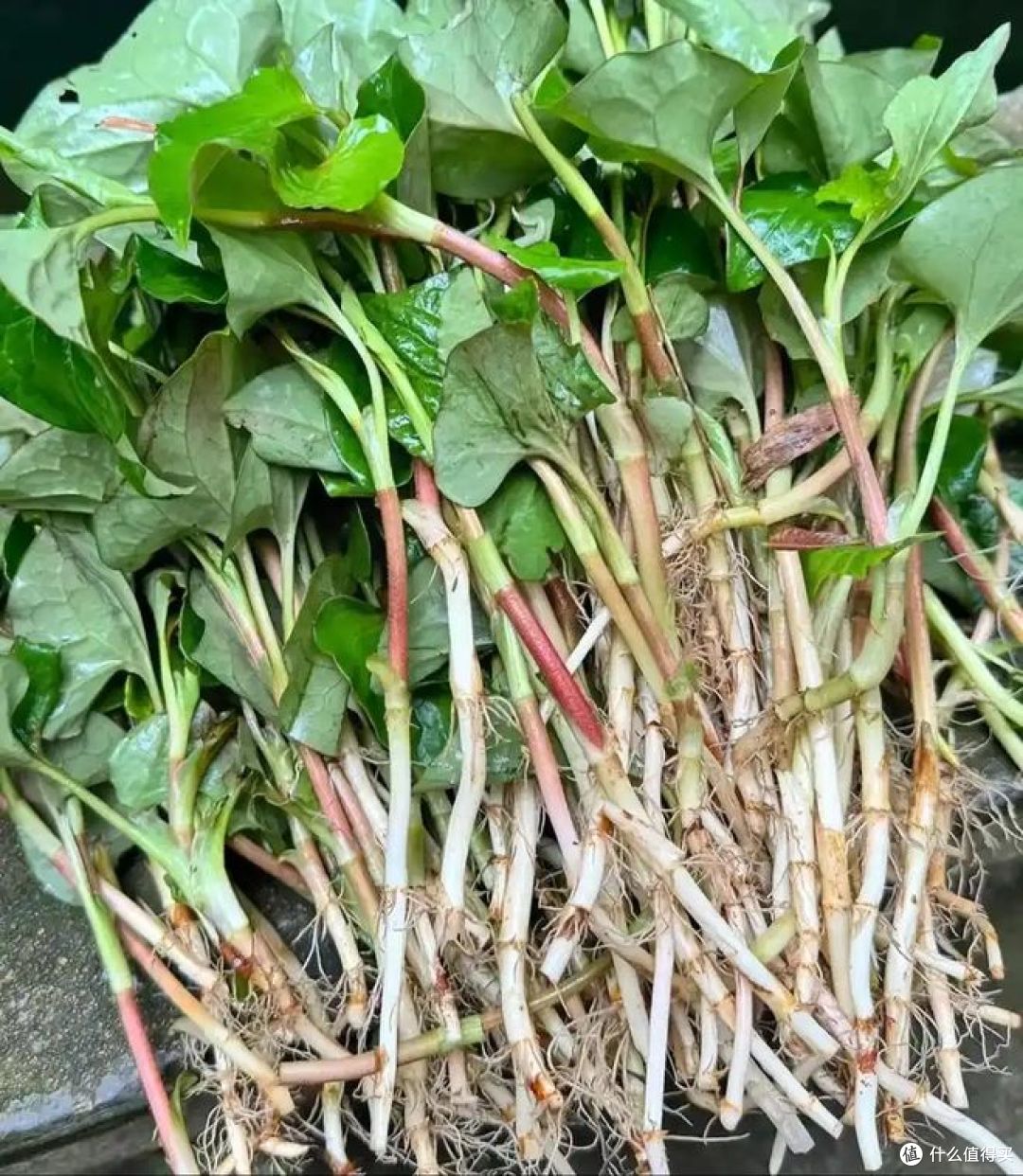 春食野菜“赛仙丹”!折耳根有哪些吃法?