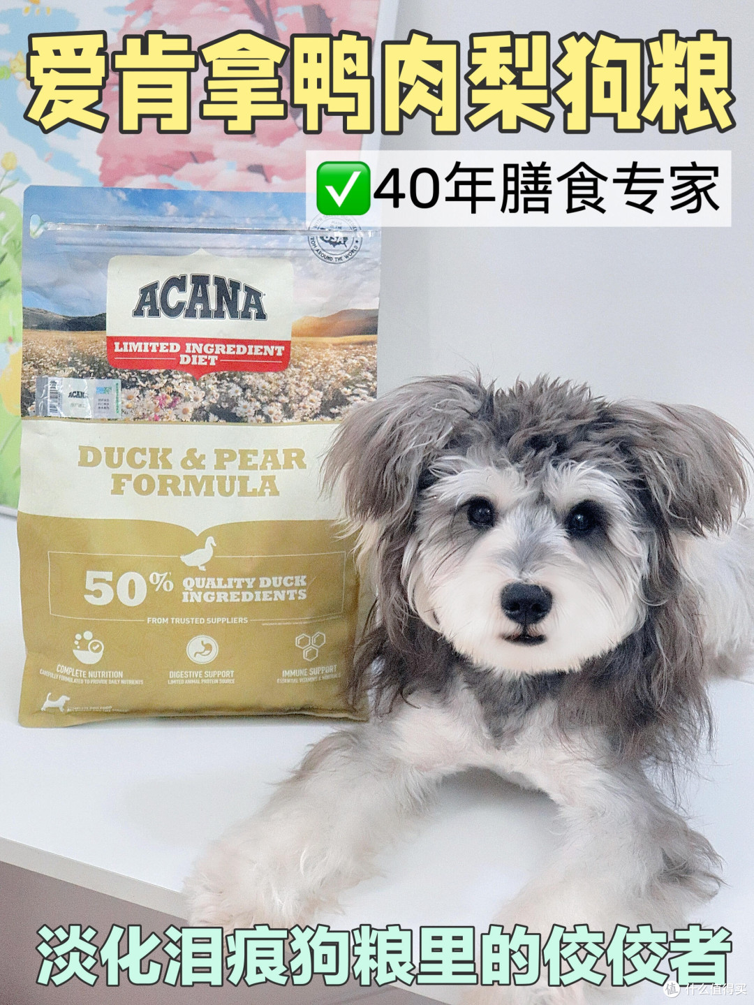 春日宠物护肤与防过敏指南