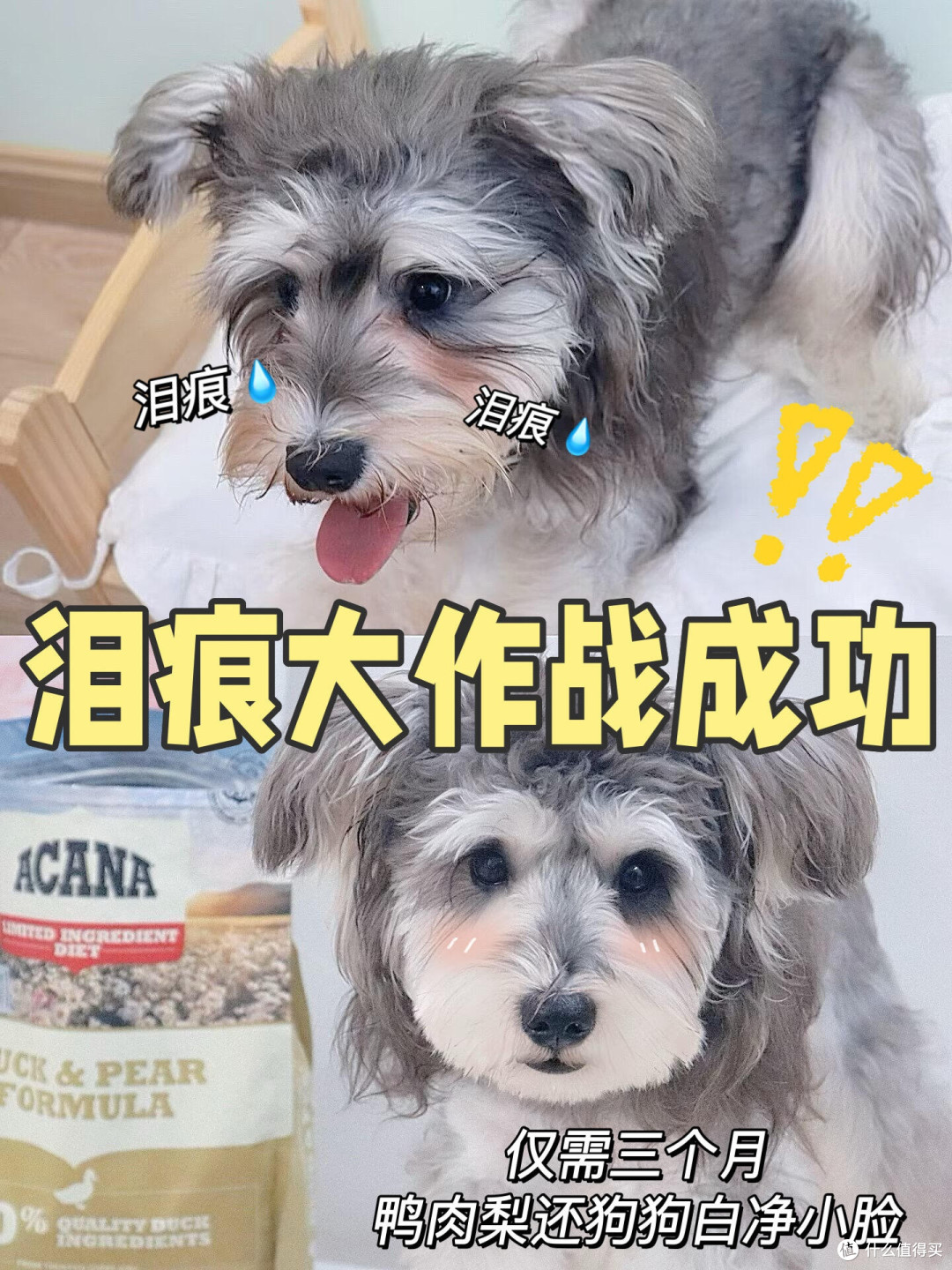 春日宠物护肤与防过敏指南