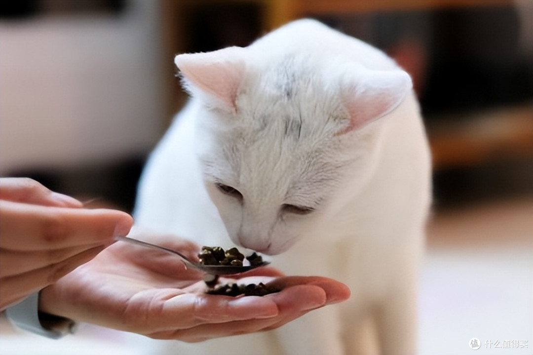 拒绝选粮PUA！真正安全、适合猫咪长期吃的猫粮推荐