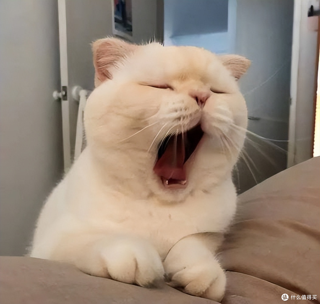 拒绝选粮PUA！真正安全、适合猫咪长期吃的猫粮推荐