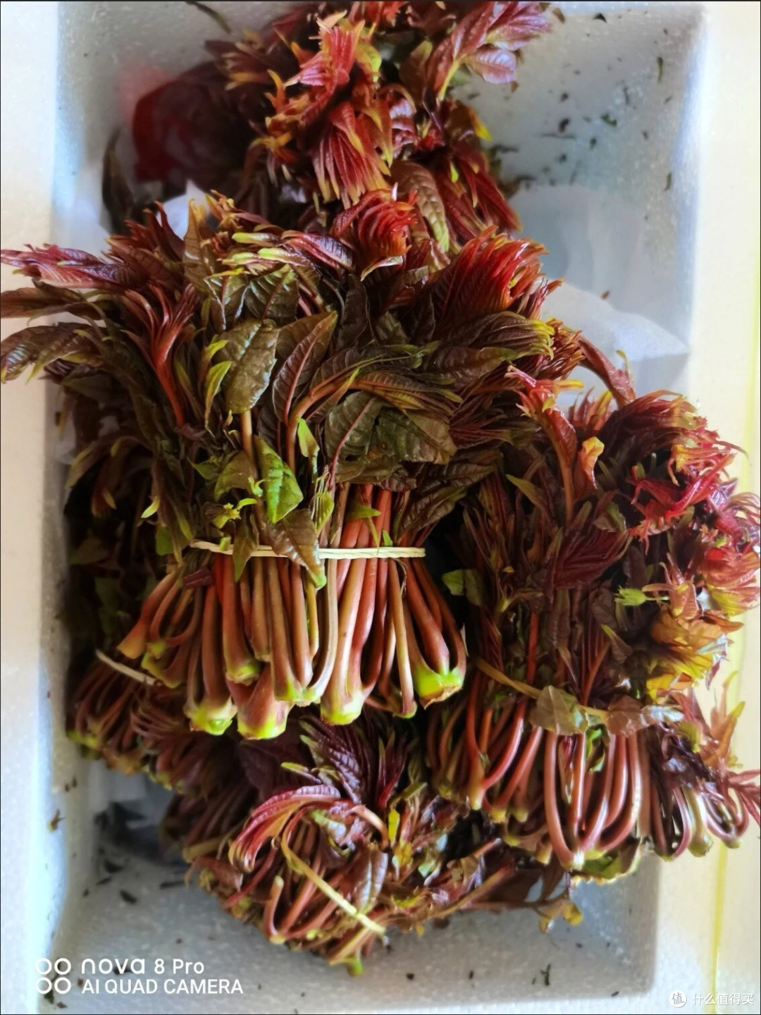 春日鲜滋味:香椿炒蛋的诗意邀约