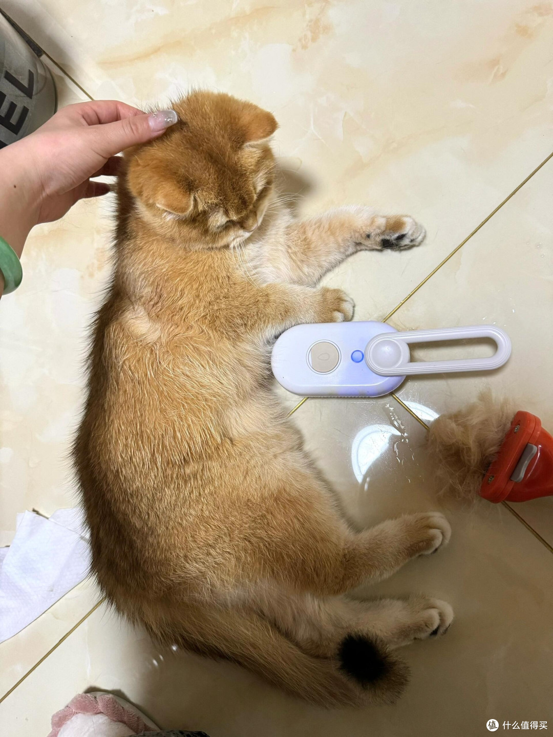 春日宠物护肤全攻略