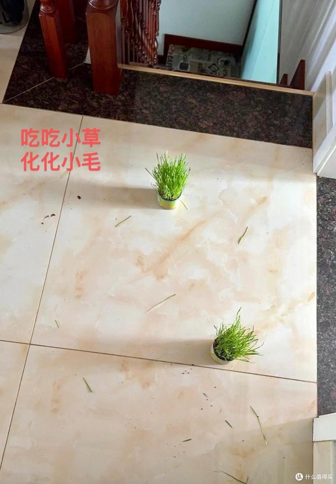 春日宠物护肤全攻略