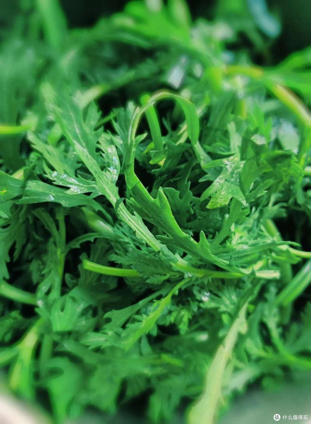 春日清香美味:蒸茼蒿