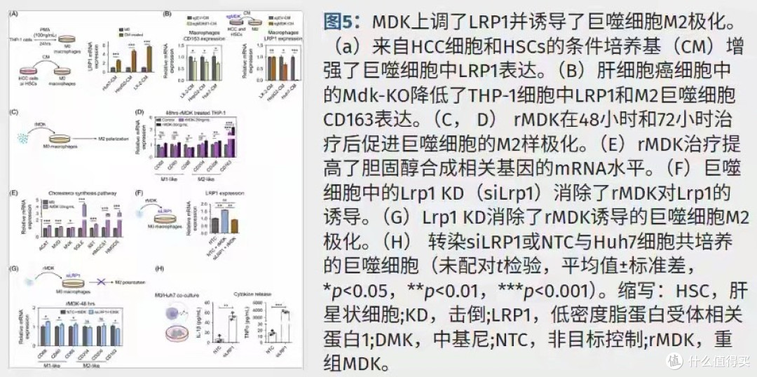 港大研究:治脂肪肝的“神药”瑞美替罗,竟能一键“封杀”肝癌?