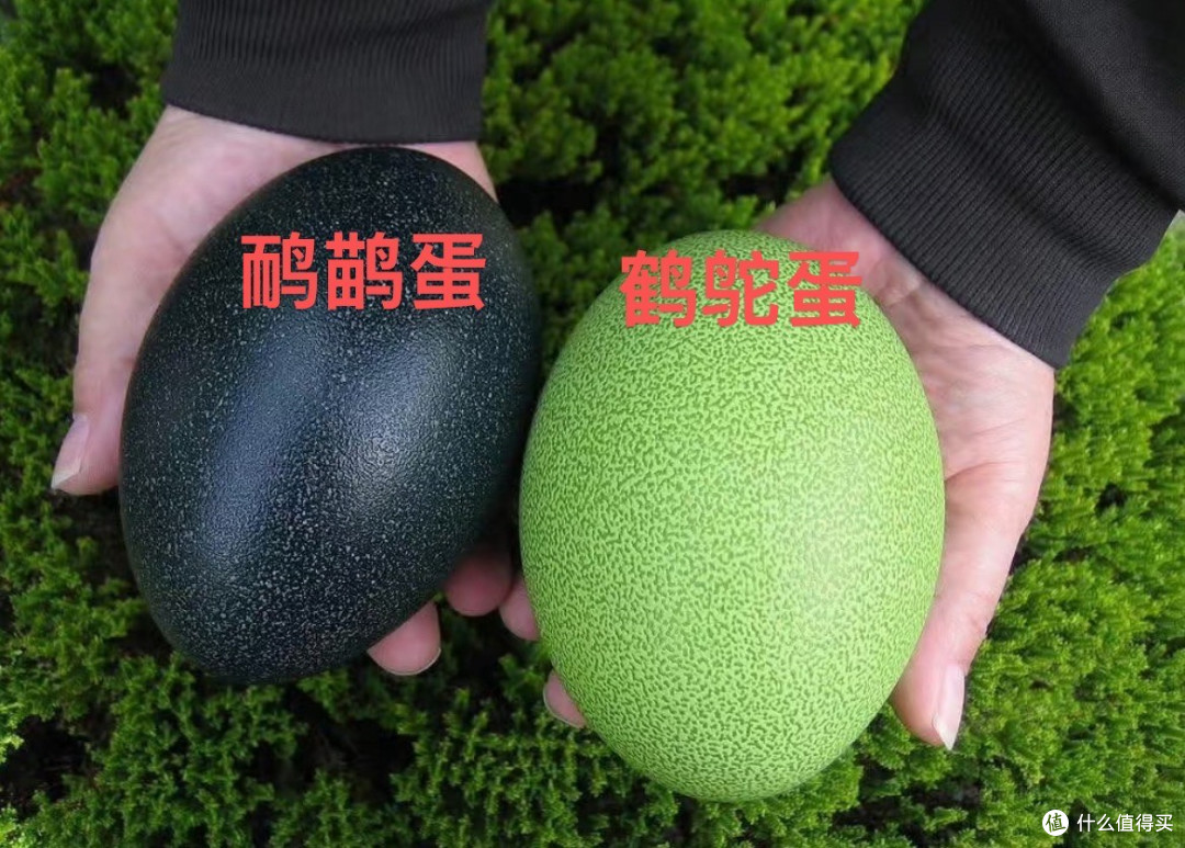 吉尼斯认证“世界最危险鸟类”:跑得比电动车快,能把钢板踢穿