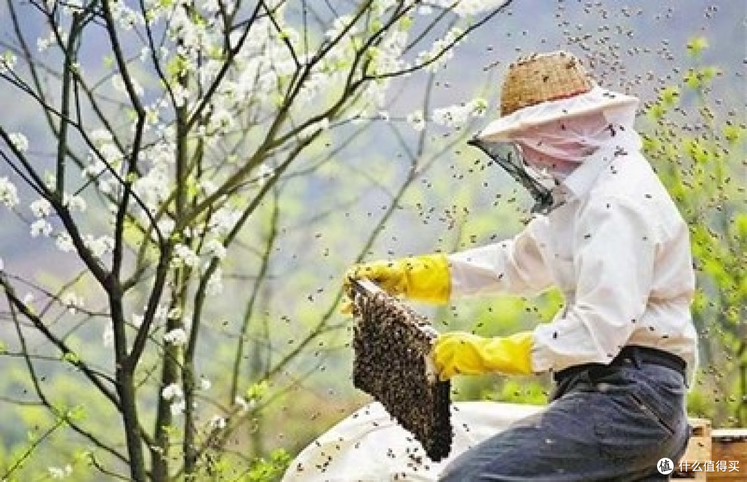 蜂王浆哪个牌子好?2026十大品牌实测：成分、吸收效果一次性说清