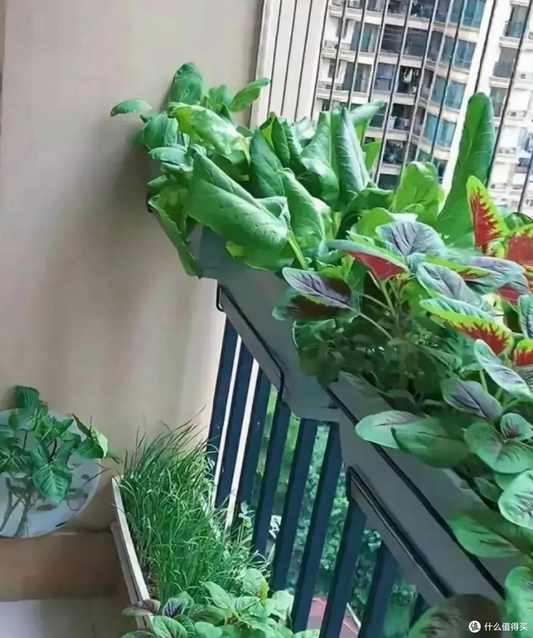 阴天种菜，矮生小番茄先缓苗