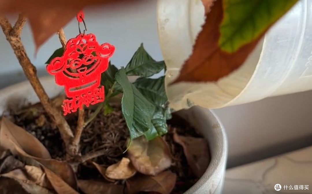 橘子烂了别扔掉,这5个妙用解决家家户户的大麻烦,越烂越值钱
