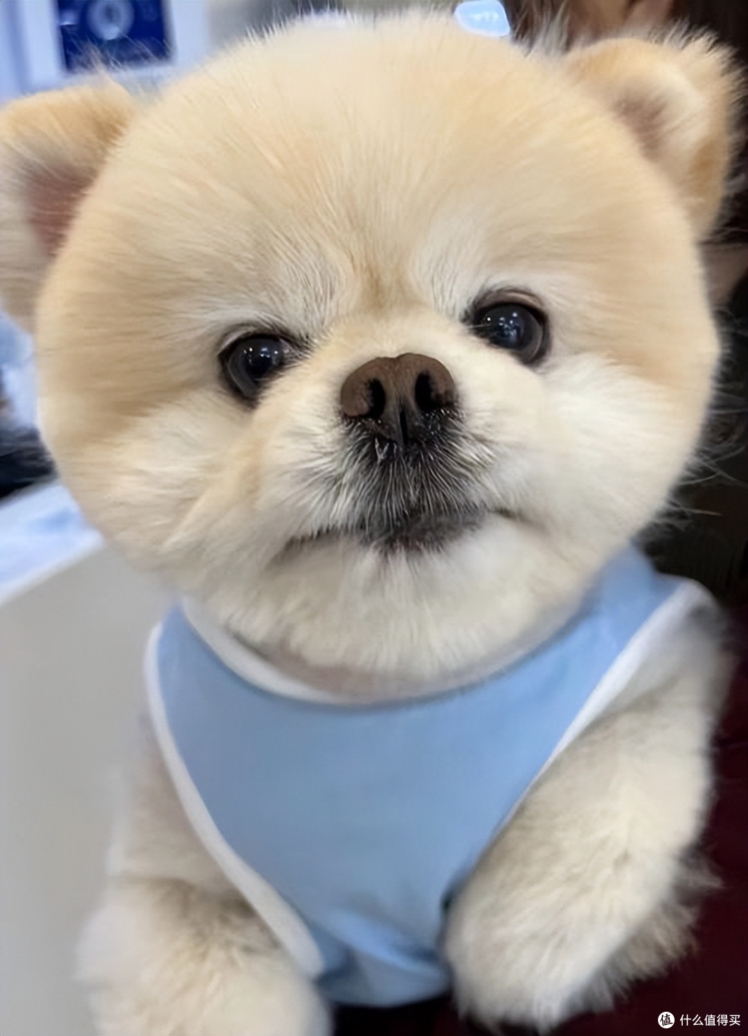 狗狗眼屎多怎么办?吃什么狗粮能改善?