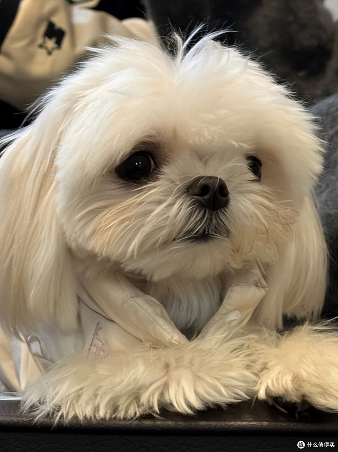 狗狗眼屎多怎么办?吃什么狗粮能改善?