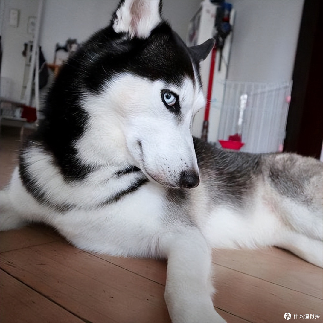 狗狗眼屎多怎么办?吃什么狗粮能改善?