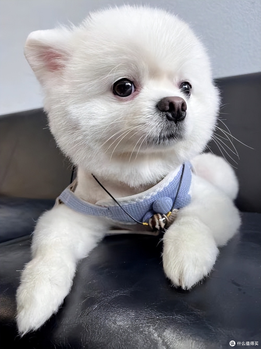 狗狗眼屎多怎么办?吃什么狗粮能改善?