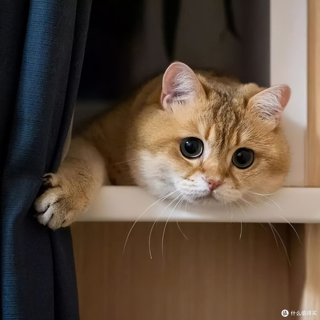 猫咪眼屎多别忽视!换对猫粮,远离眼部问题