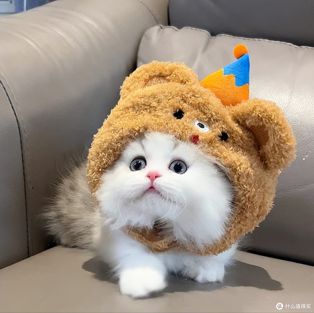 猫咪眼屎多别忽视!换对猫粮,远离眼部问题