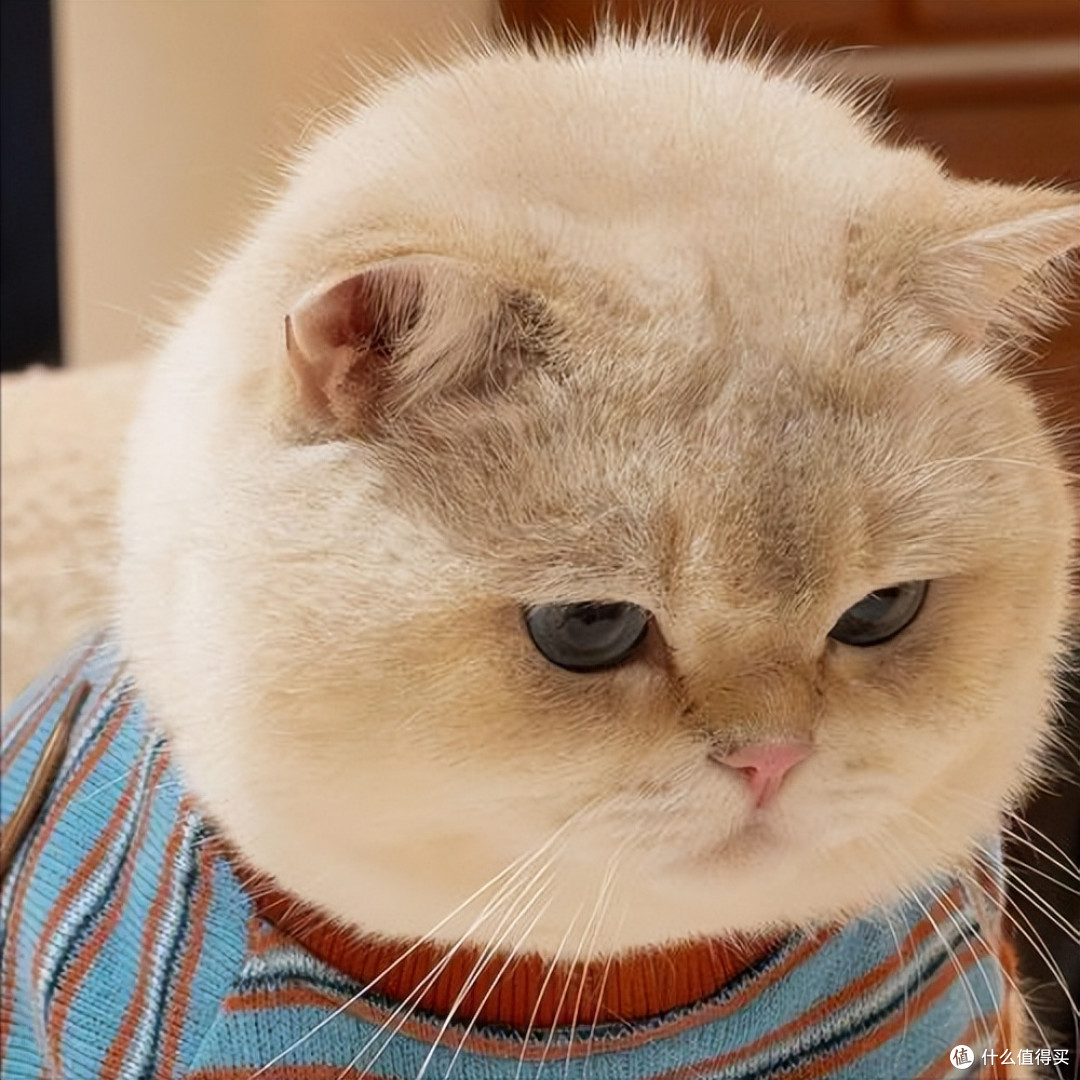 猫咪眼屎多别忽视!换对猫粮,远离眼部问题