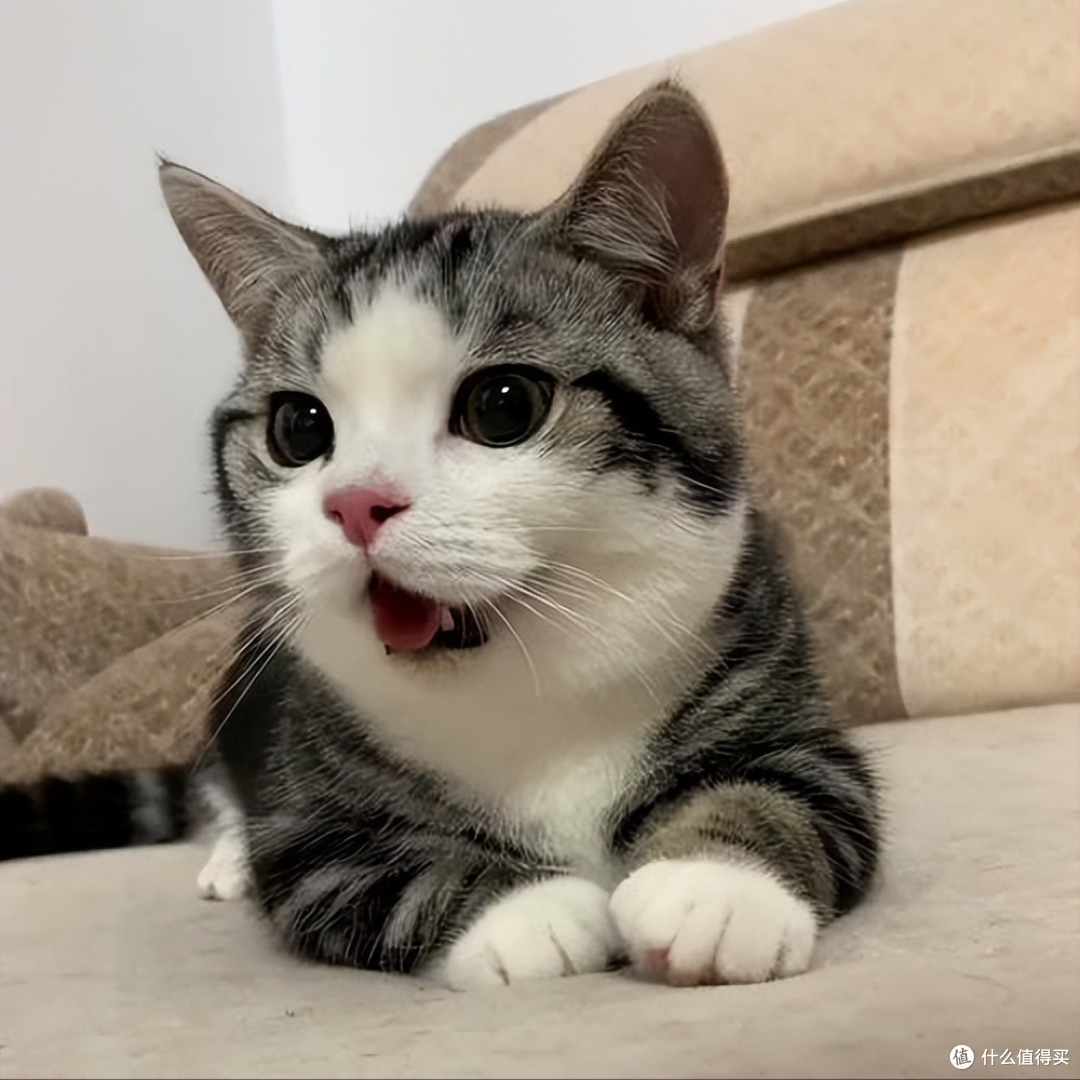 猫咪眼屎多别忽视!换对猫粮,远离眼部问题