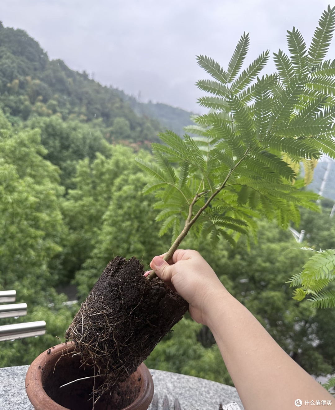 浙江一位女子,密叶猴耳环“因换盆死亡”,网友:真的太可惜
