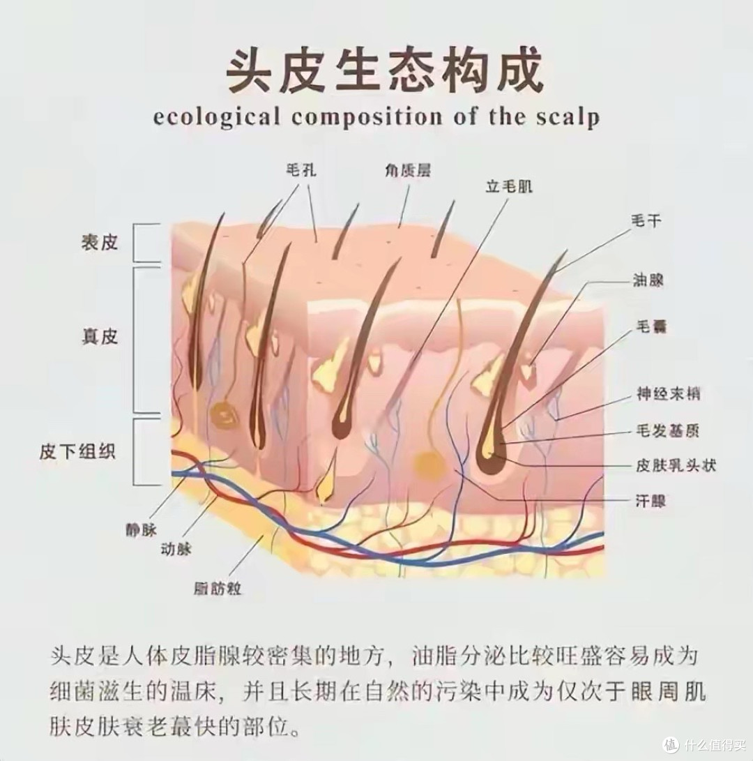为何头发会一直生长,腋毛、阴毛长到一定长度就停止?