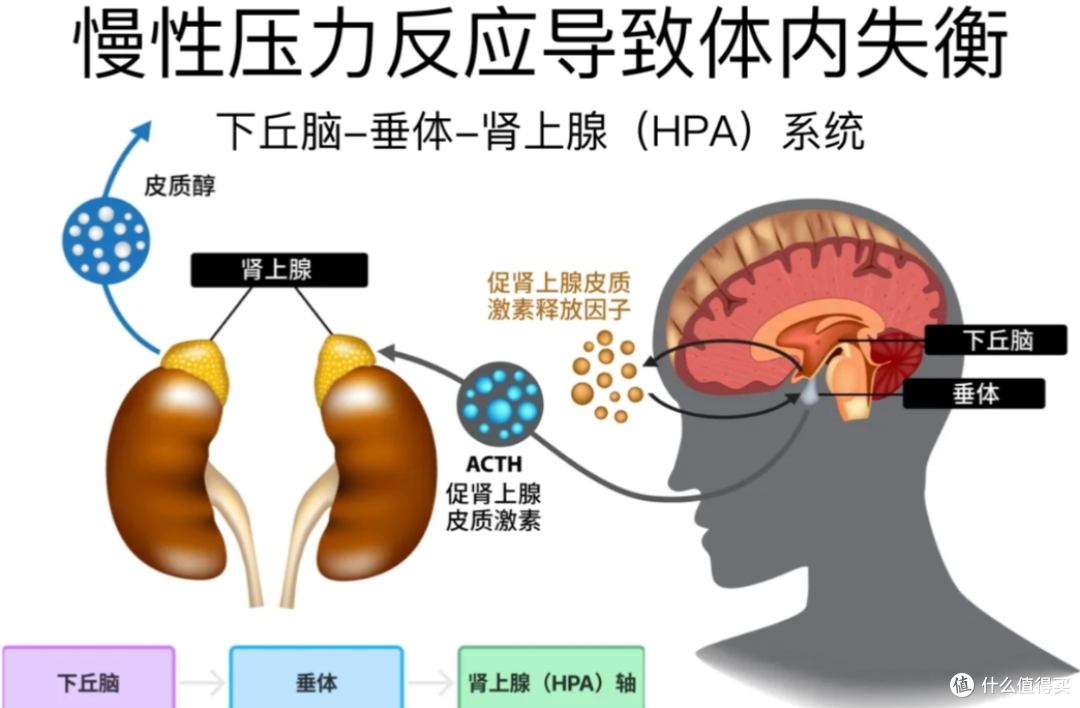 疯狂苦练反倒频繁生病?真相多数人都不懂