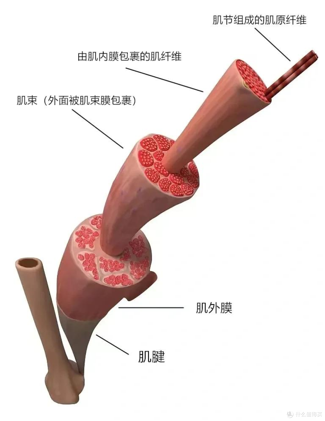疯狂苦练反倒频繁生病?真相多数人都不懂