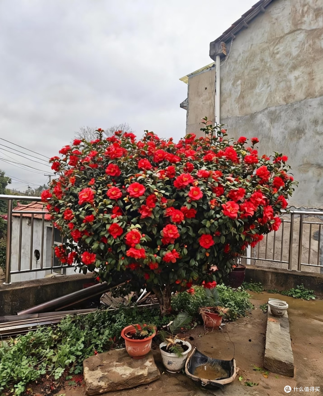 湖北一位阿姨,1500买茶花“地栽开爆成花瀑布”,网友:咋养的?