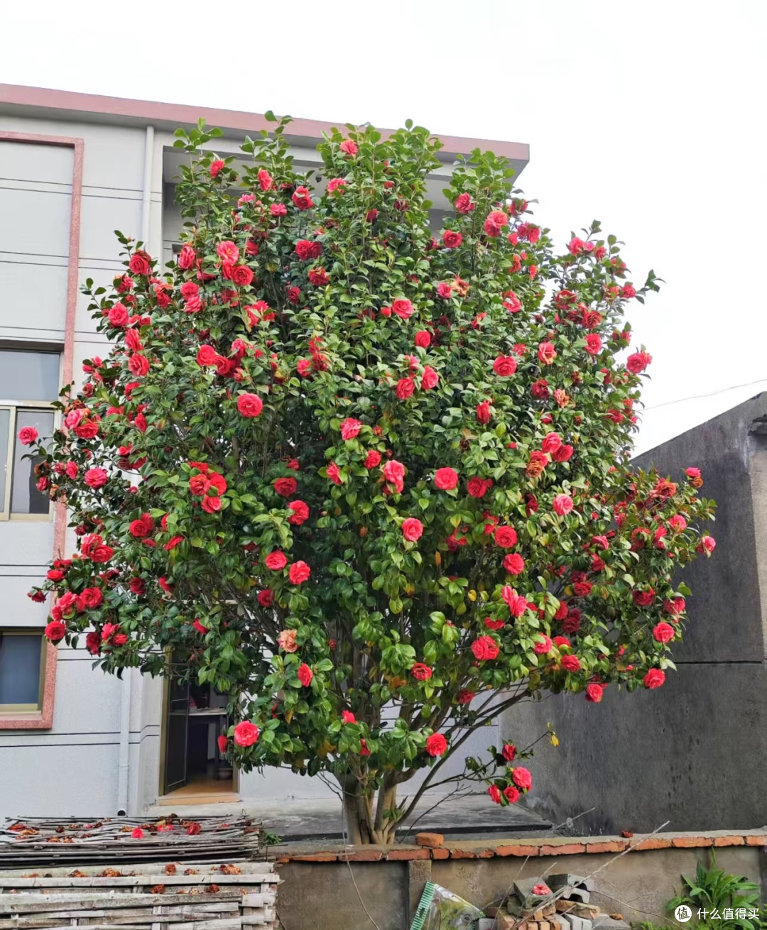 湖北一位阿姨,1500买茶花“地栽开爆成花瀑布”,网友:咋养的?
