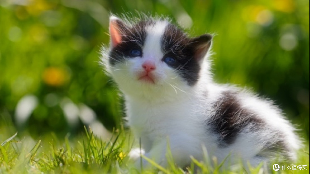 主食猫罐头排名第一的是?2026主食猫罐头排行榜最新TOP10出炉!