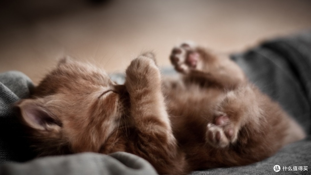 主食猫罐头排名第一的是?2026主食猫罐头排行榜最新TOP10出炉!