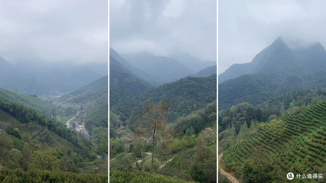 看采春茶直播的时候截的图