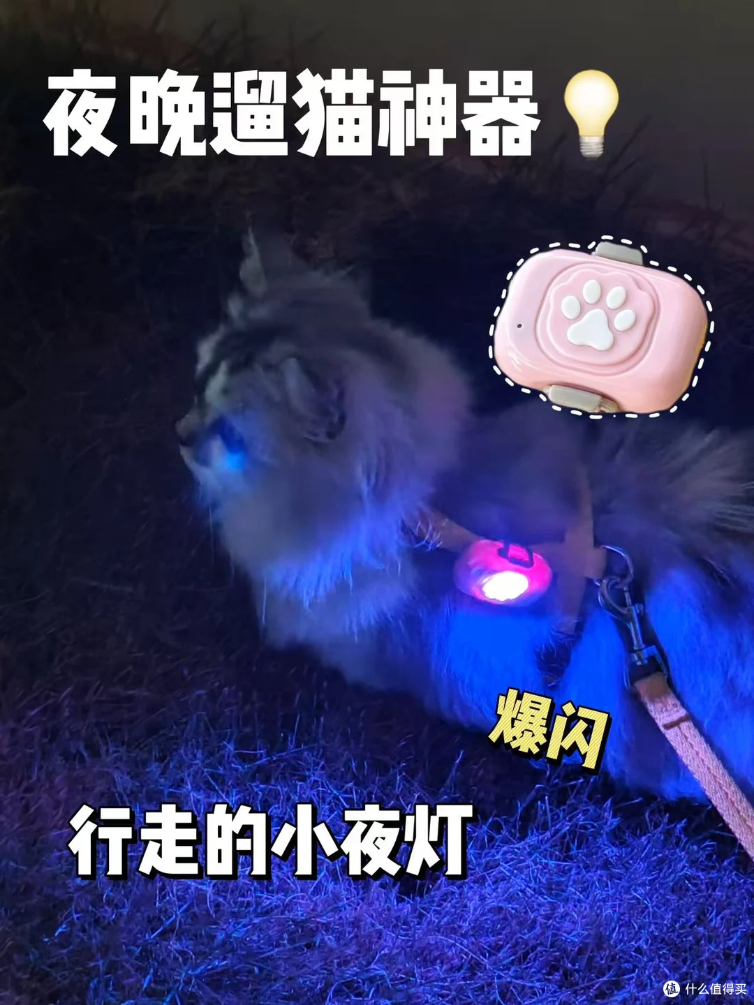 夜晚遛猫必备,行走的小夜灯