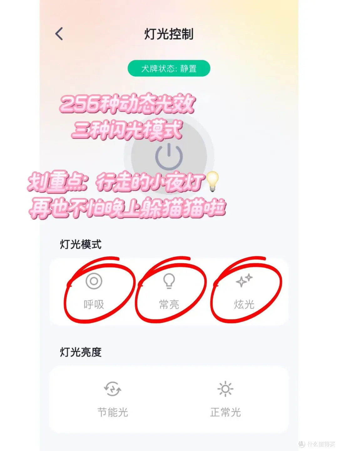 夜晚遛猫必备,行走的小夜灯
